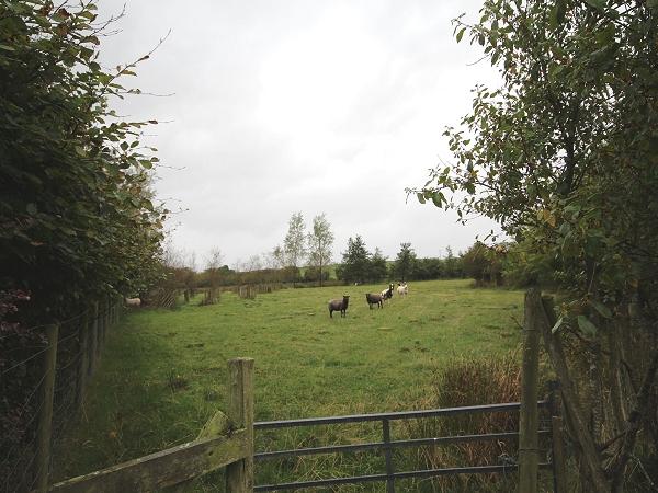 Field