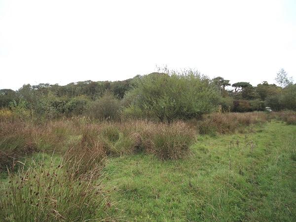 Field