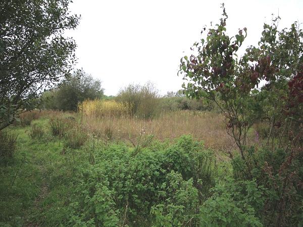 Field