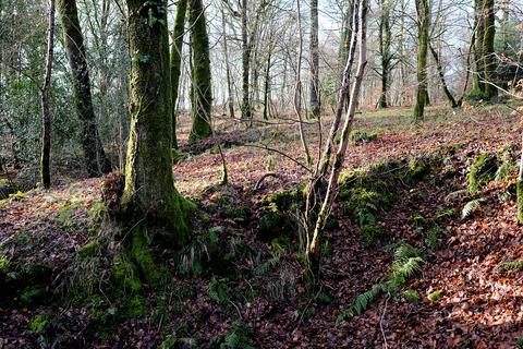 Woodland for sale, Bampton, Tiverton EX16