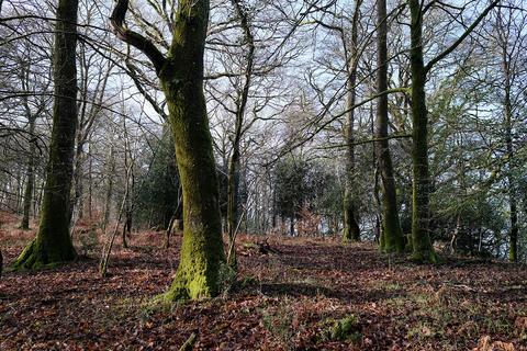 Woodland for sale, Bampton, Tiverton EX16