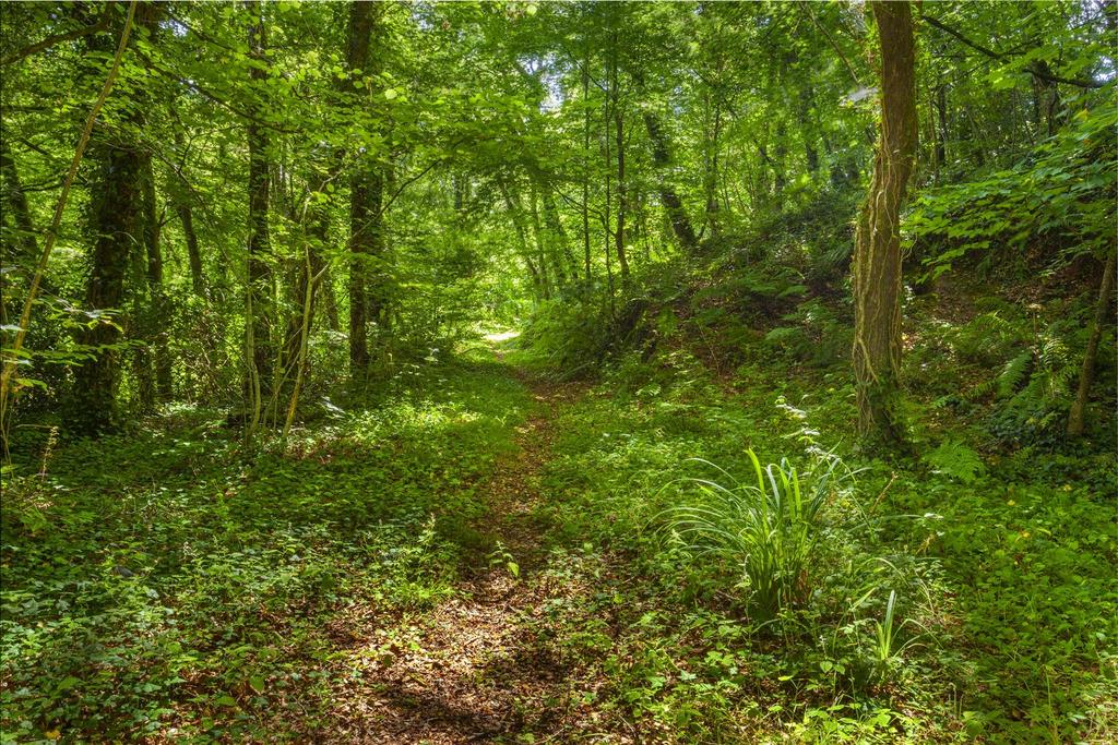Woodland
