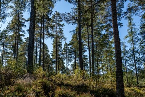 Land for sale, Arntilly Wood, Banchory, Aberdeenshire, AB34