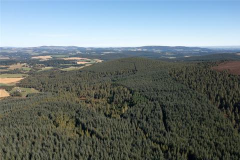 undefined, Arntilly Wood, Banchory, Aberdeenshire, AB34