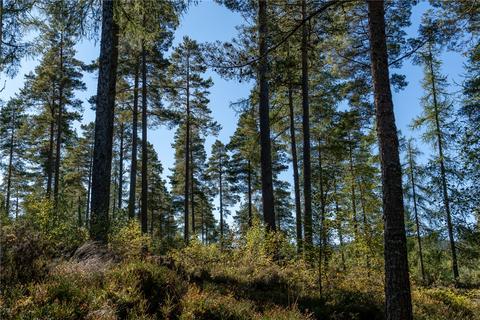 undefined, Arntilly Wood, Banchory, Aberdeenshire, AB34