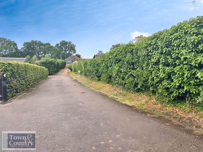 Conifer close