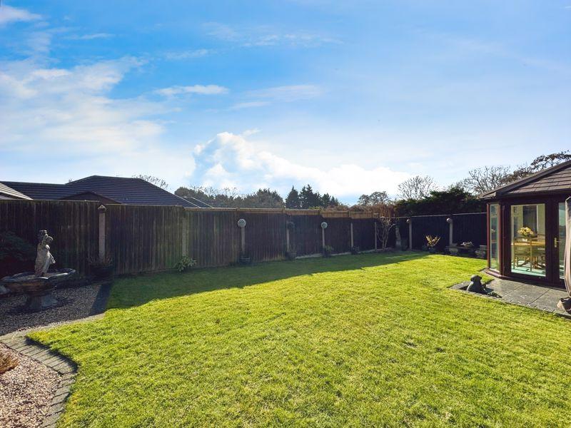 Conifer close