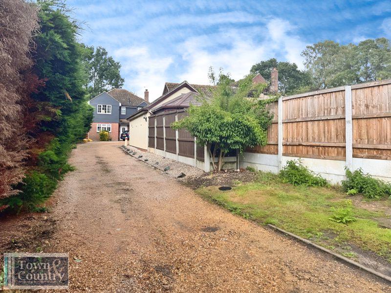 Conifer close