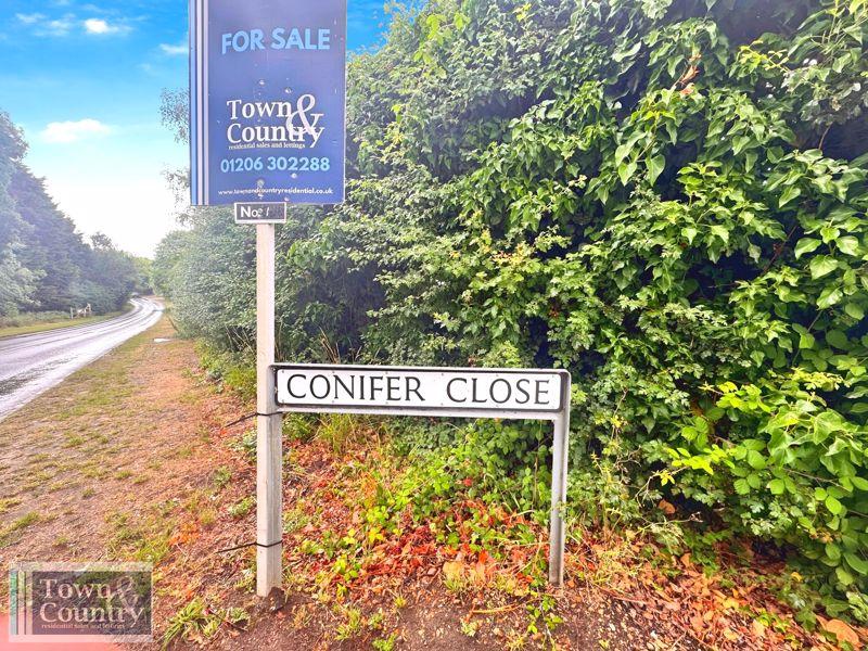 Conifer close