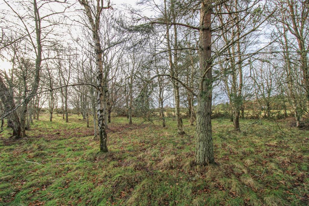 WOODLAND.jpg