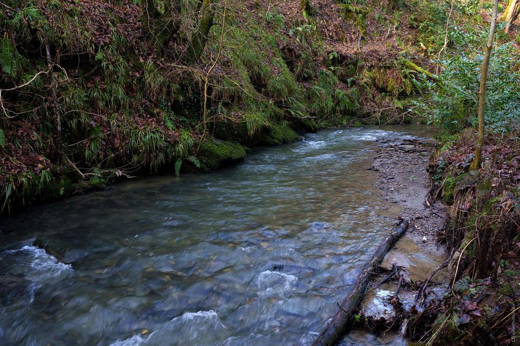 Stream