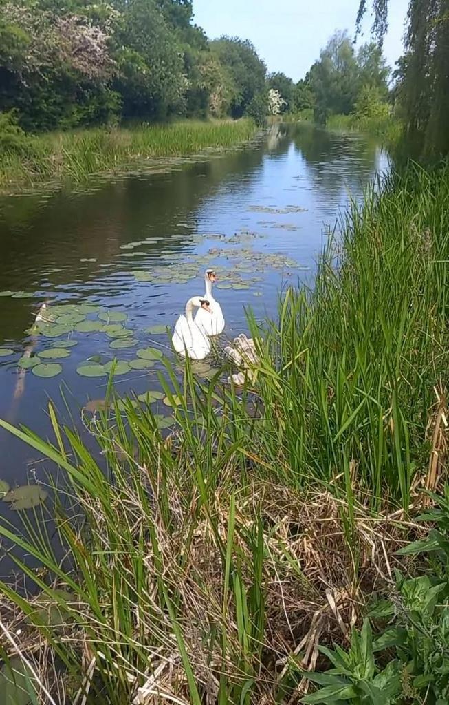 Henely canal 2.jpg