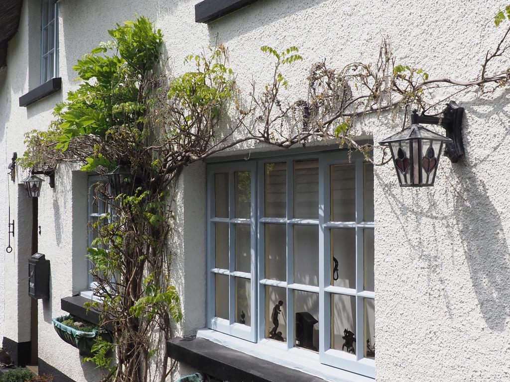 Wisteria to Front