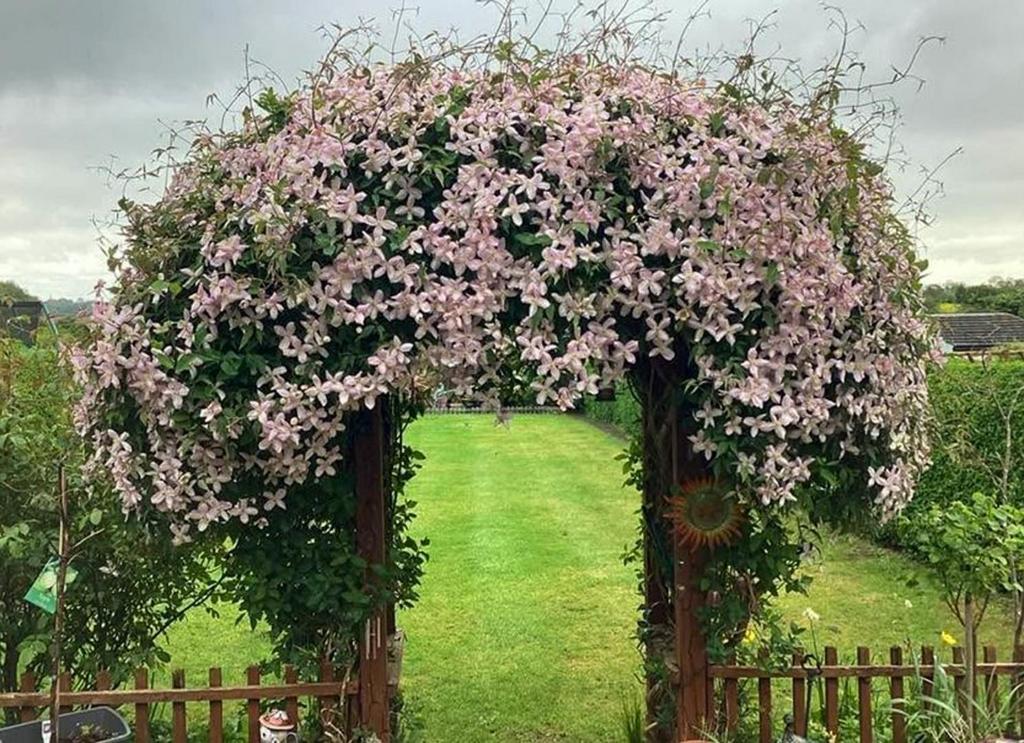 Arch in bloom.jpg