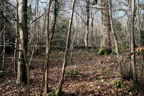 Woodland for sale, Tortington Lane, Arundel BN18