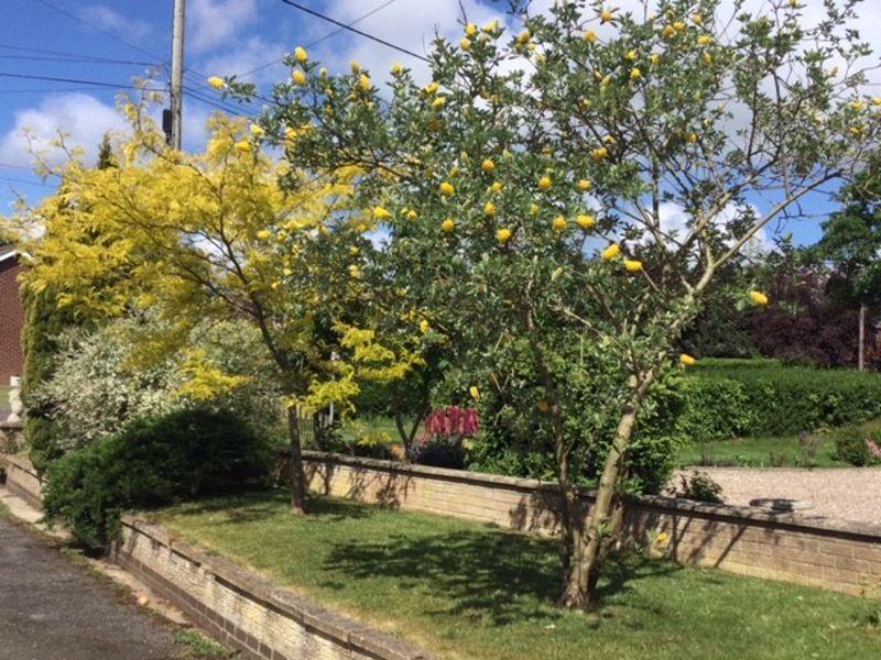 Garden in...
