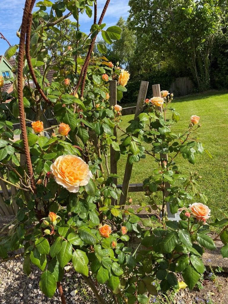Garden in...