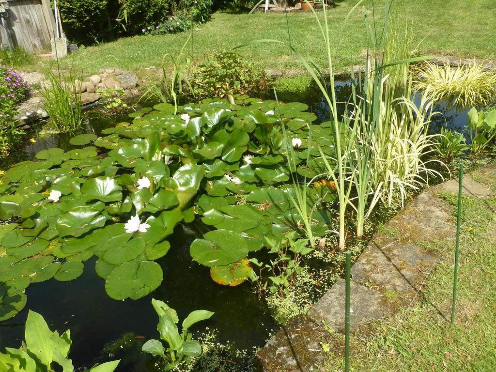 14.Pond lillies.JPG