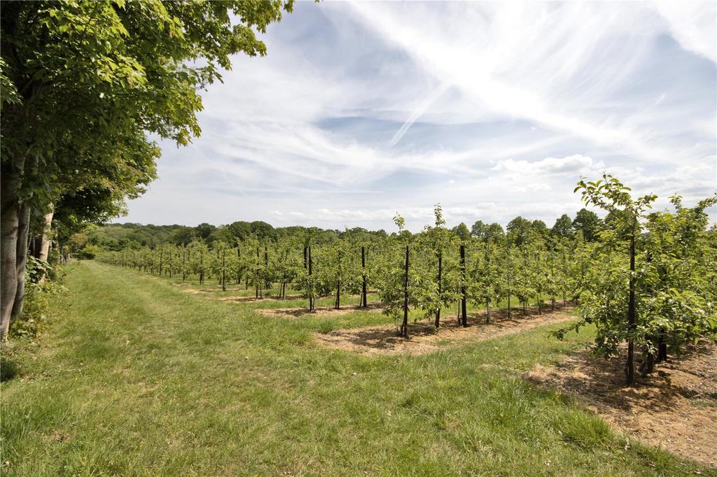 Apple Orchard
