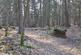 ROWBANK WOOD, BRAMPTON CA8 photo 2