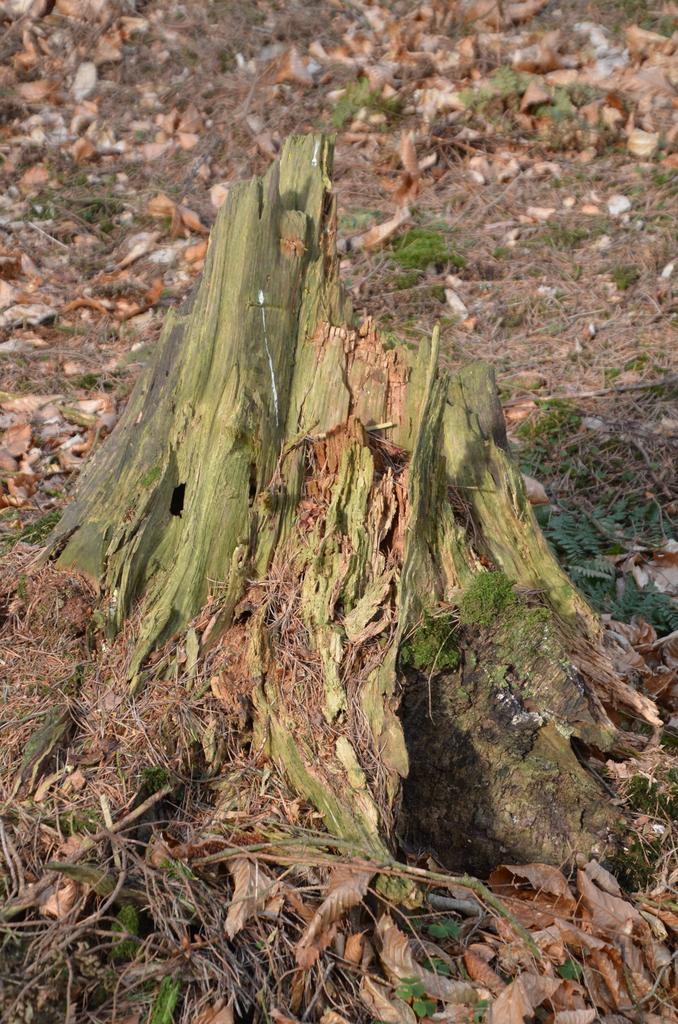 Ancient stump