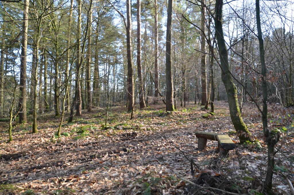 Woodland bench