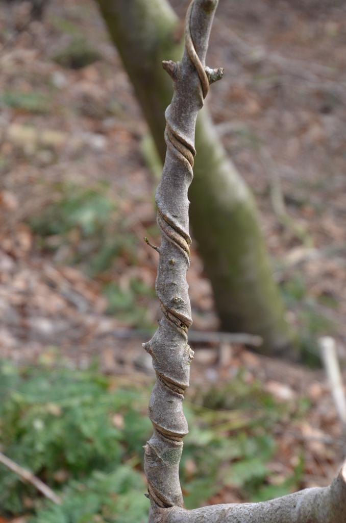 Wizard stick