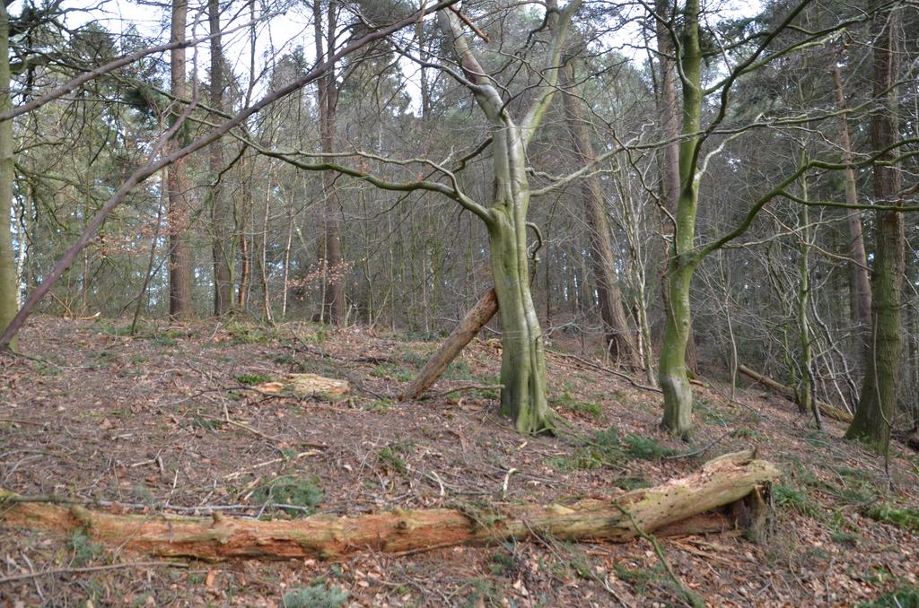Beech