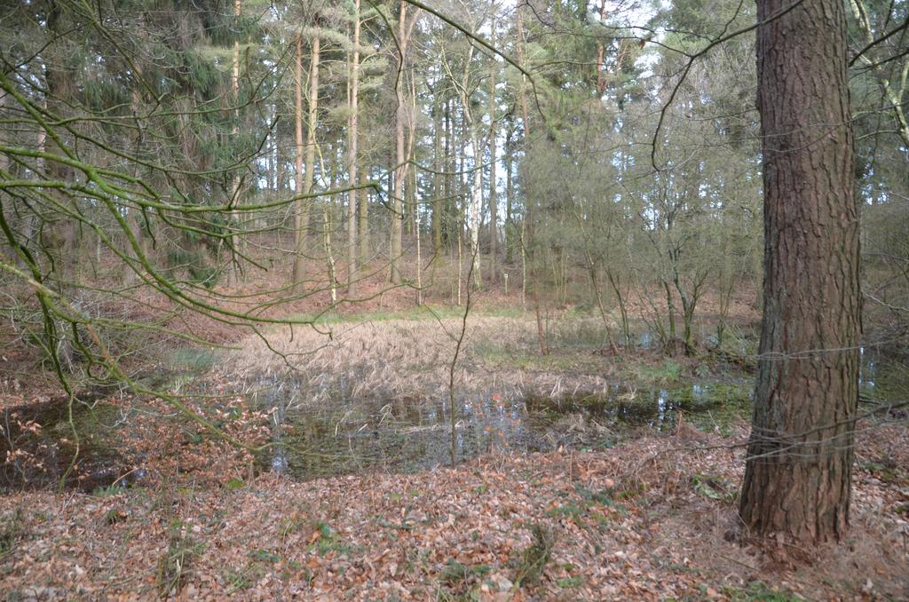 Pond