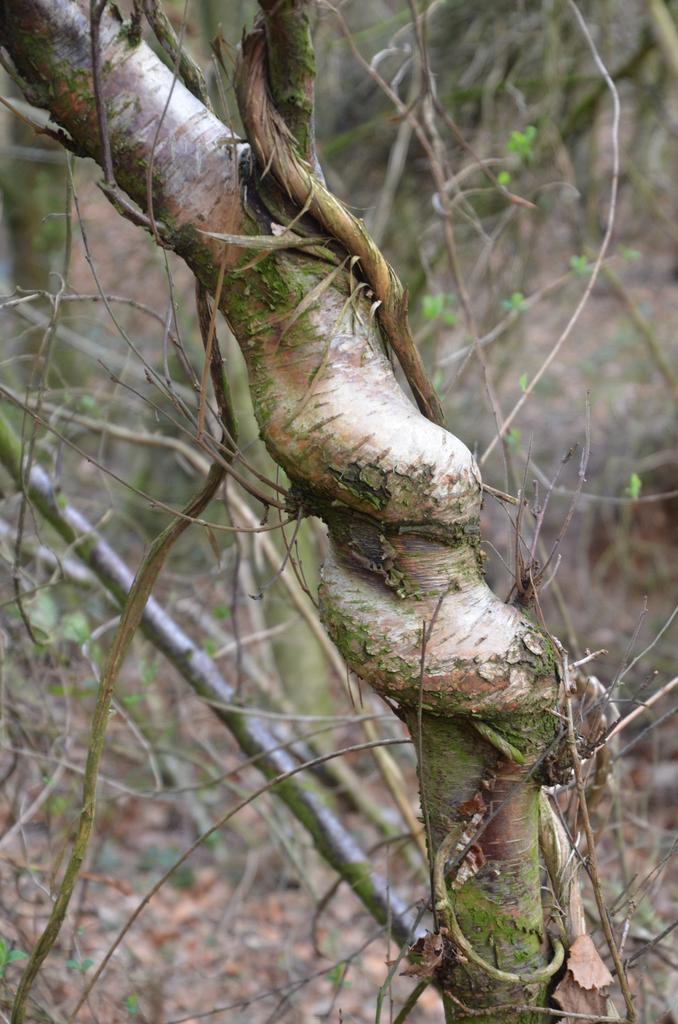 Honeysuckle grip