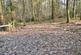 ROWBANK WOOD, BRAMPTON CA8 photo 4