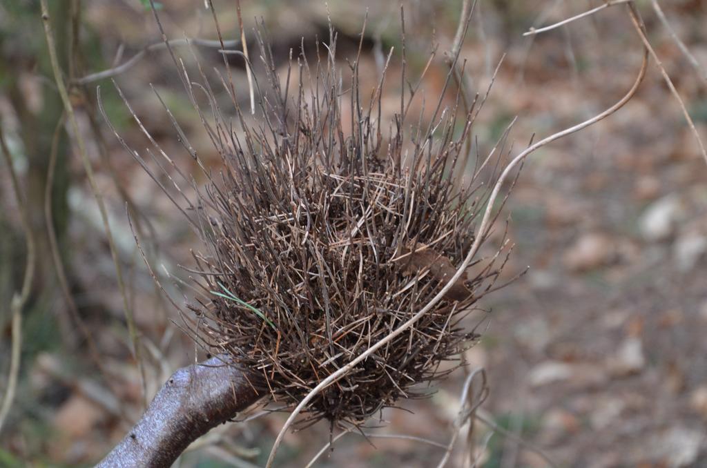 Witches broom