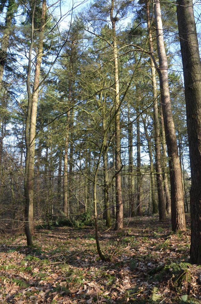 Scots Pine