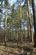 ROWBANK WOOD, BRAMPTON CA8 photo 5