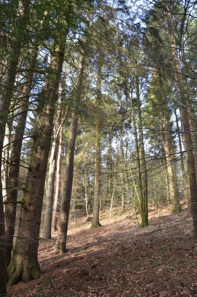 Norway Spruce