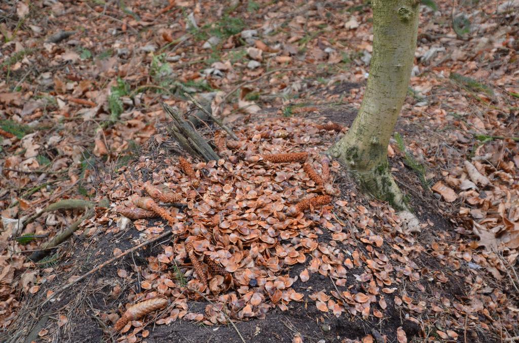 Squirrel feeding stool