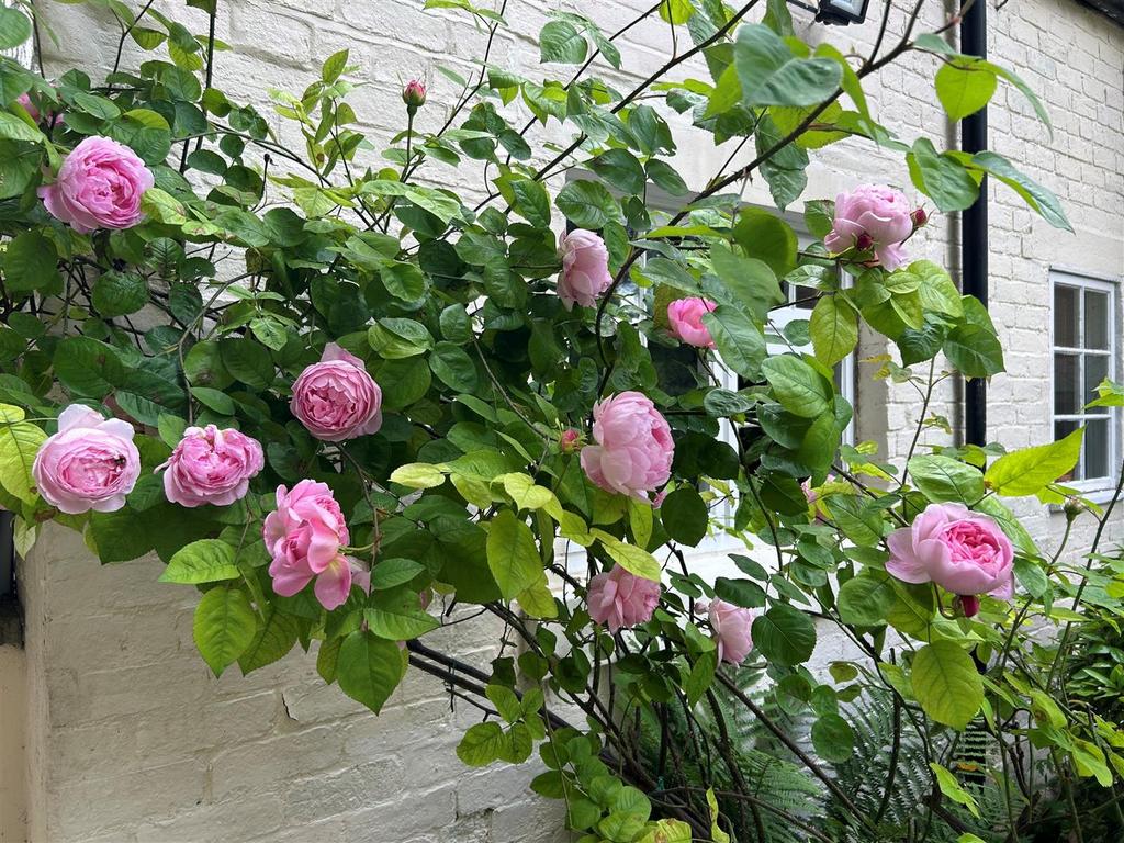 Annexe roses.jpg