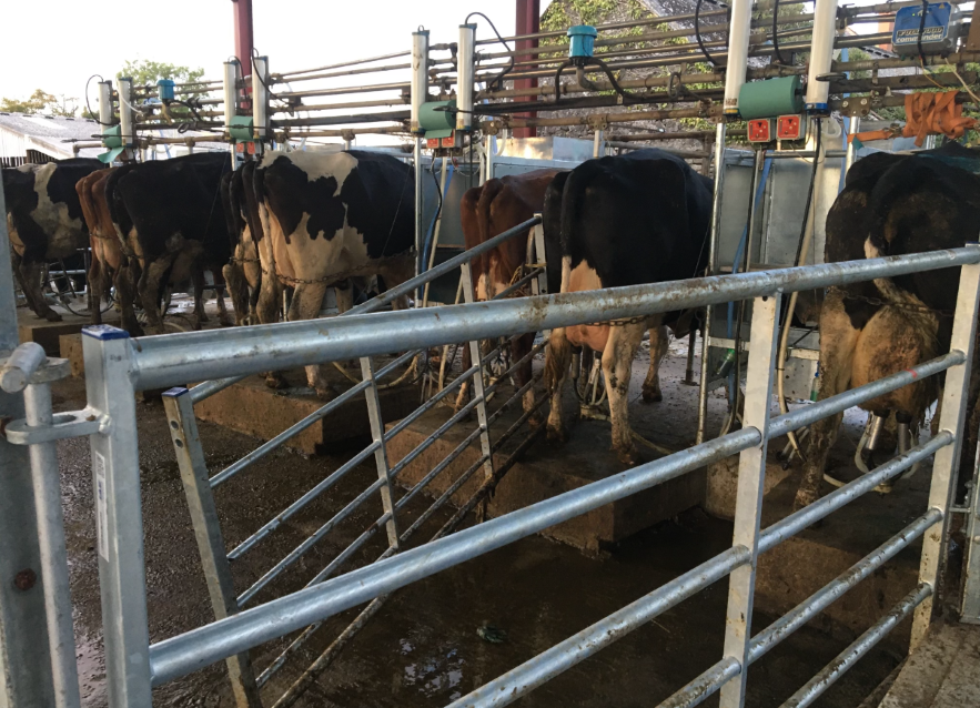 Steel framed Dairy Parlour