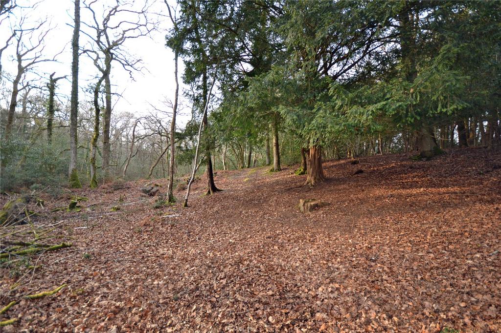 Cloisters Wood