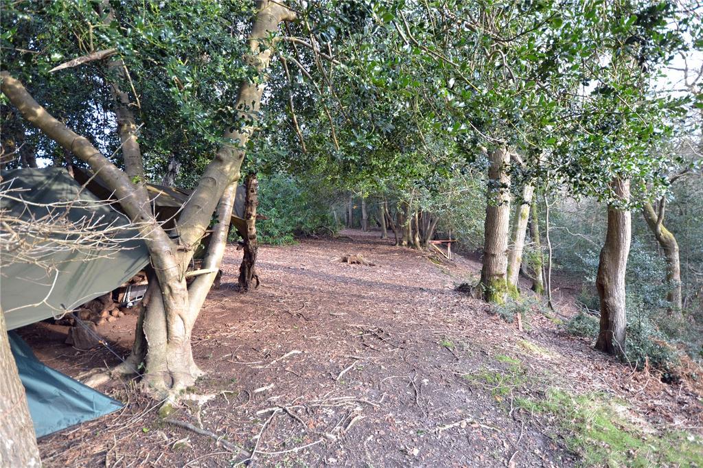 Cloisters Wood
