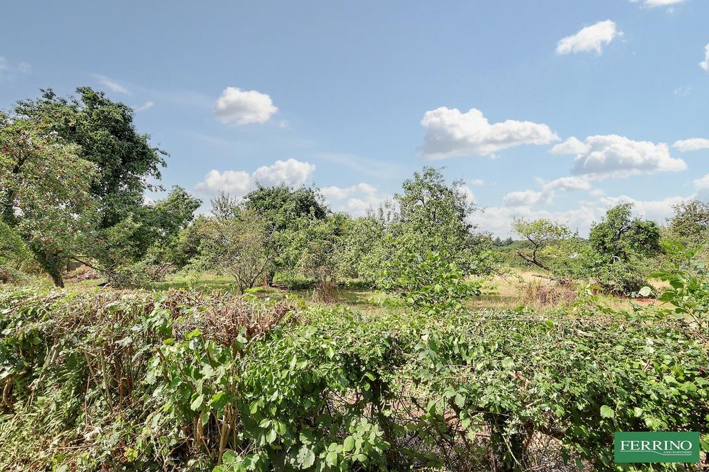 Orchard