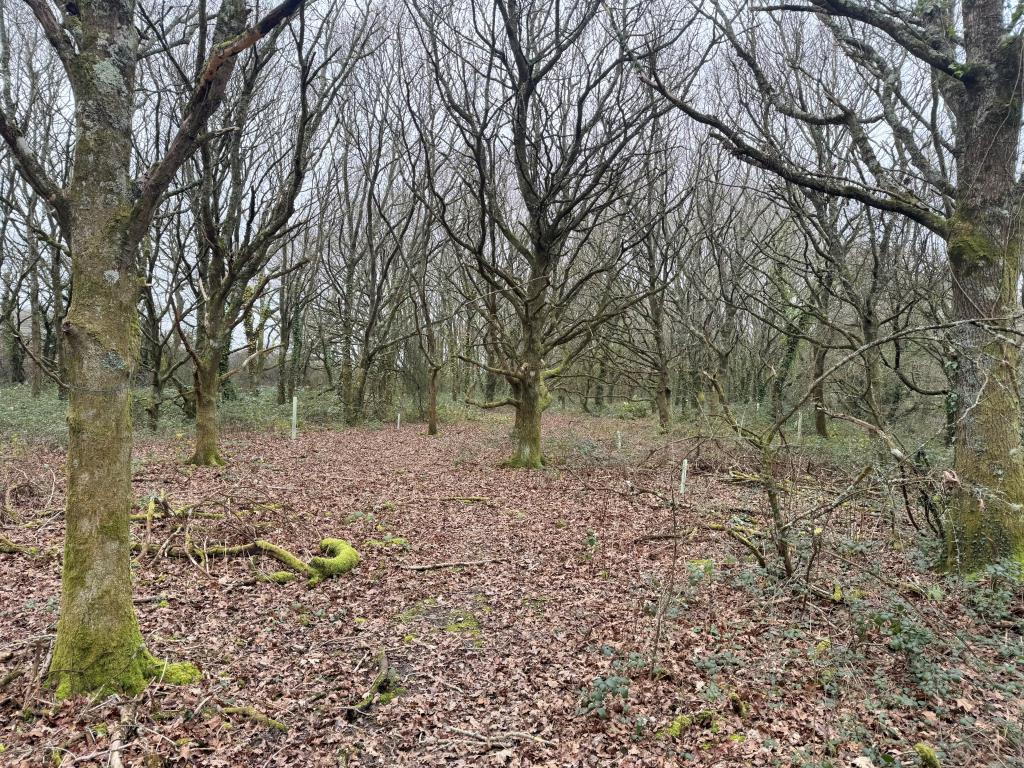 Looking Into the Woodland