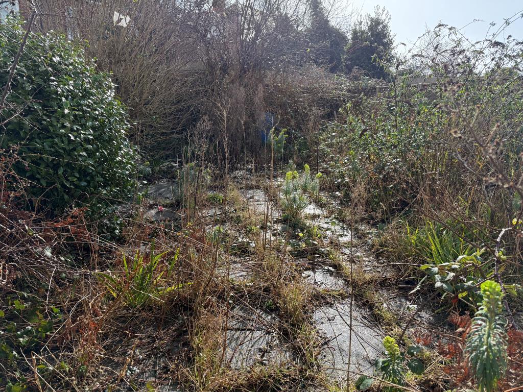 Overgrown walled rear patio garden