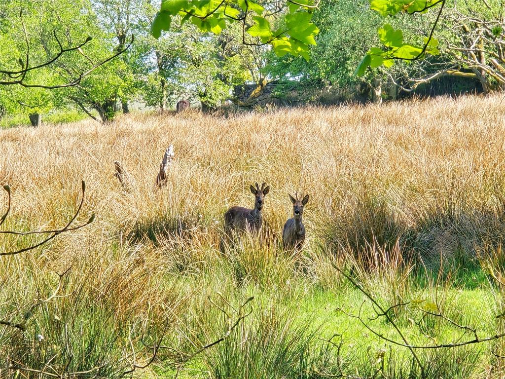 Deer In Front Field