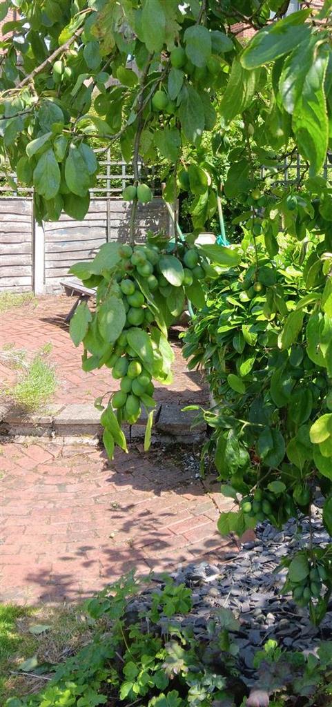 Established fruit trees-plums.jpg