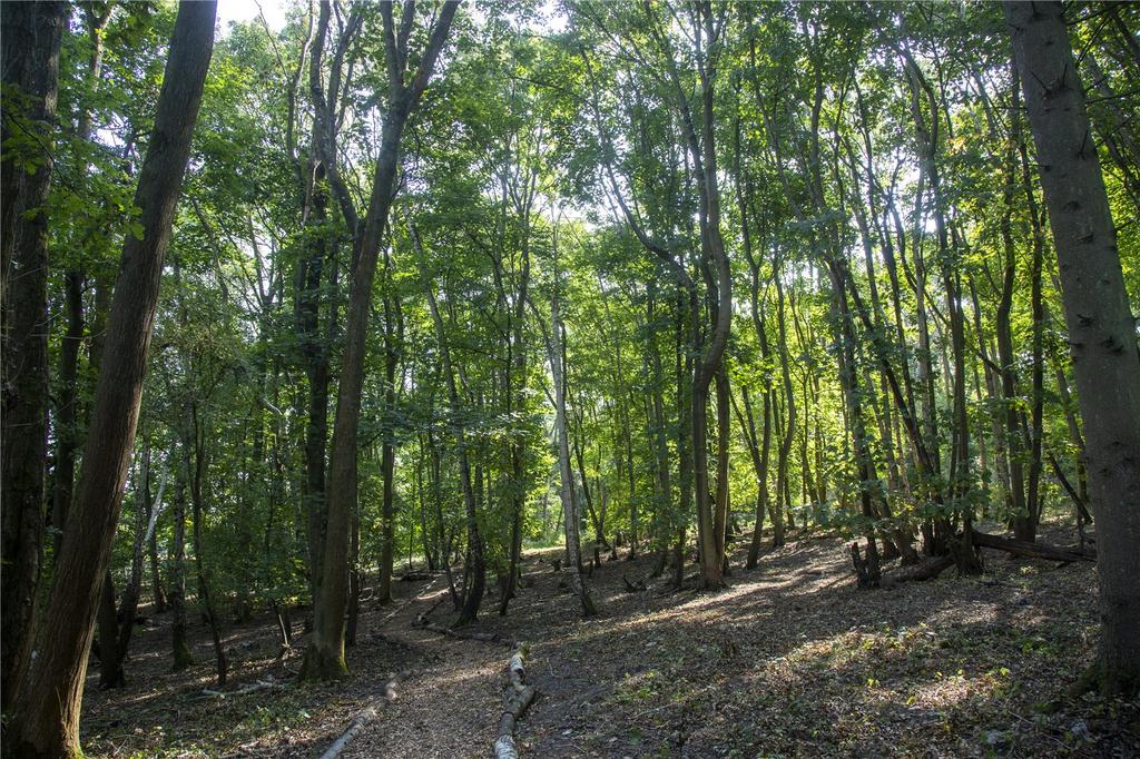 Private Woodland