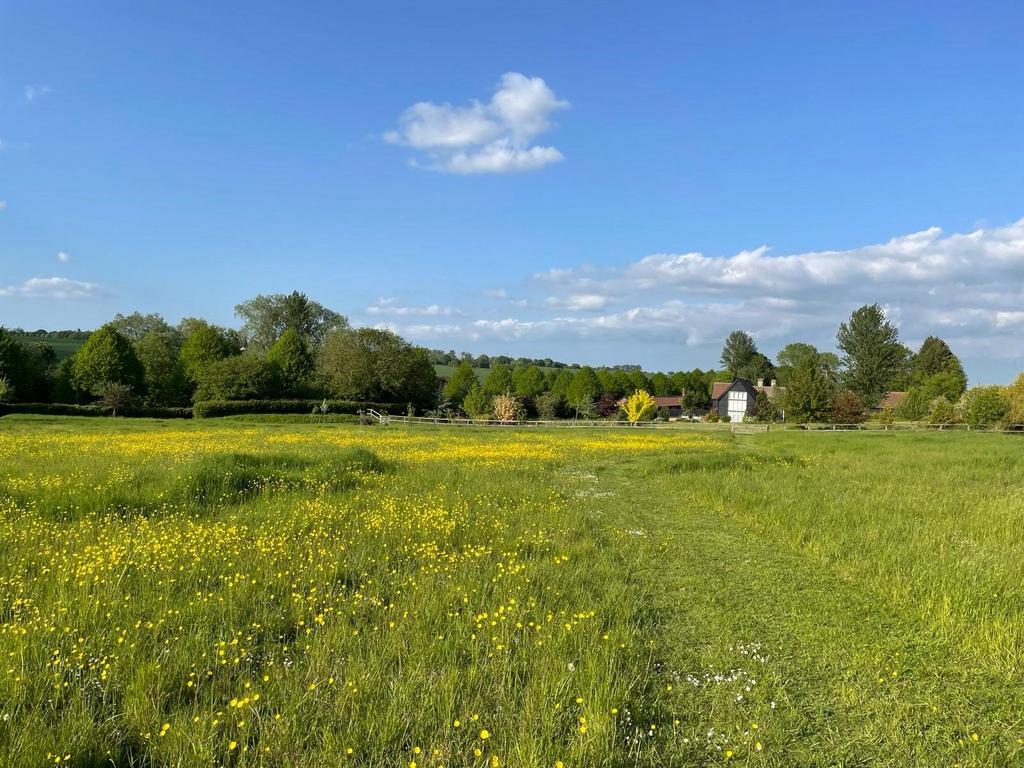 Meadow