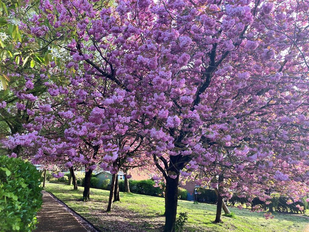 Blossom.jpg