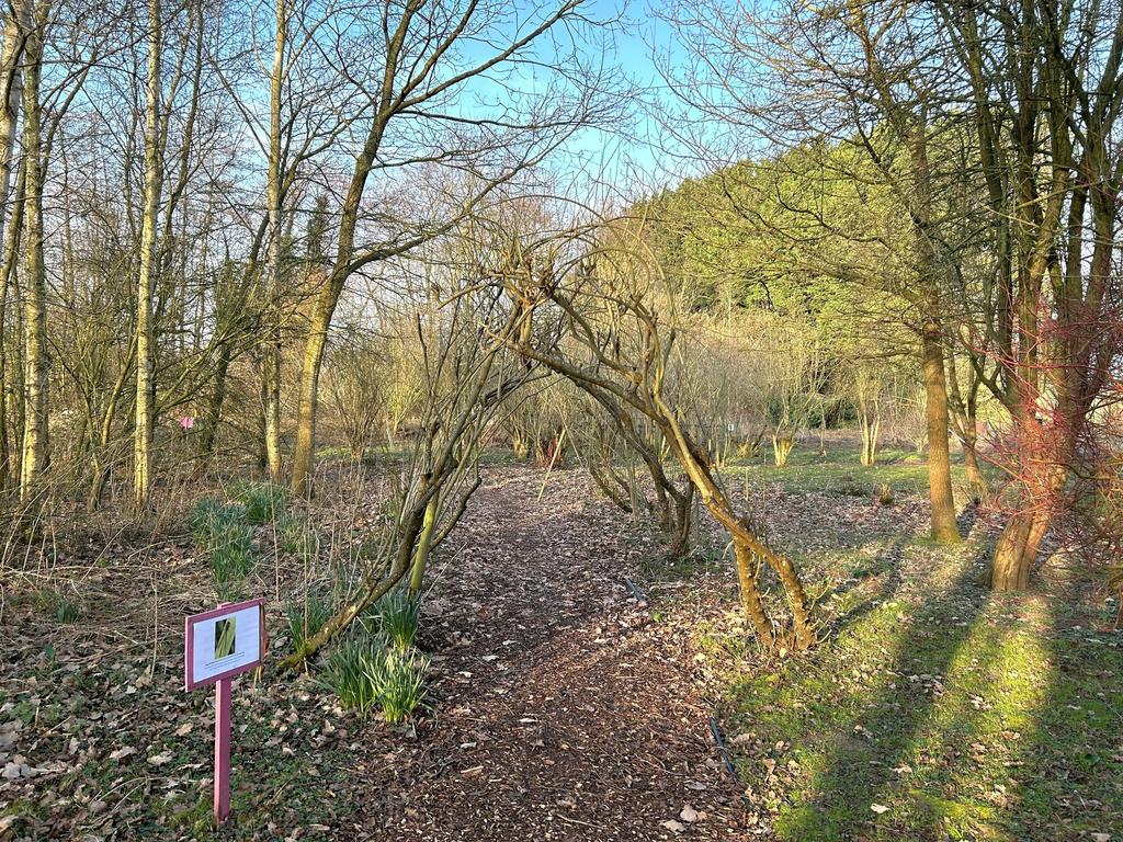 Woodland coppice