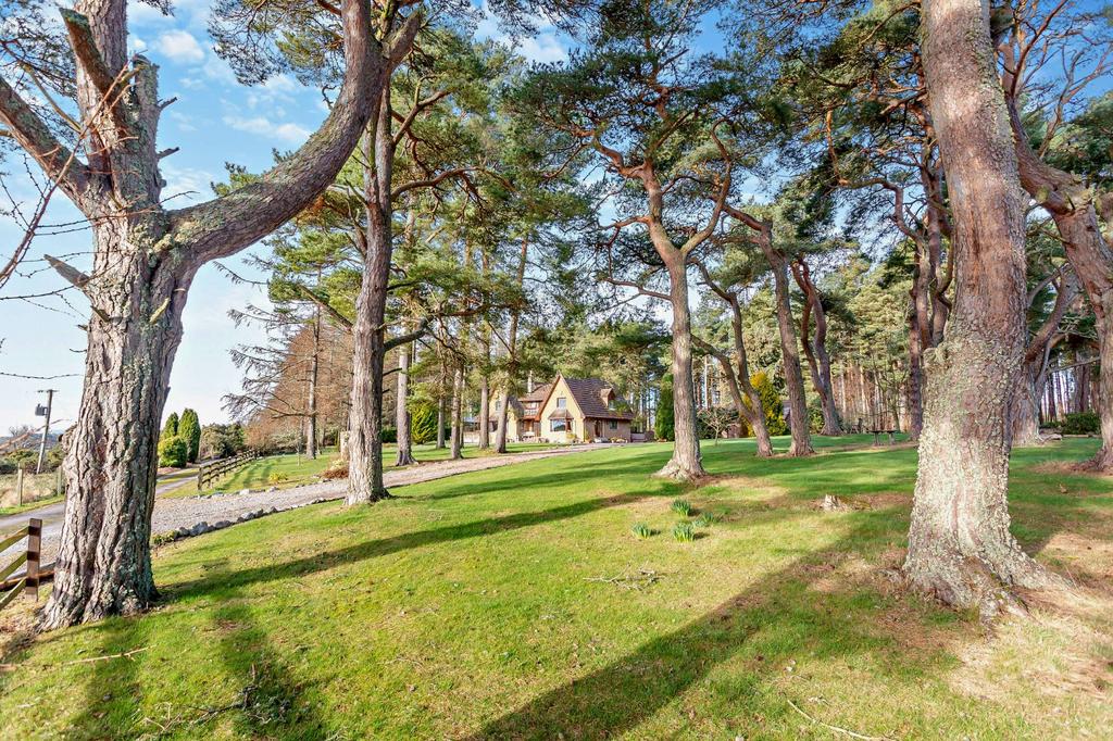 Tullich Pines